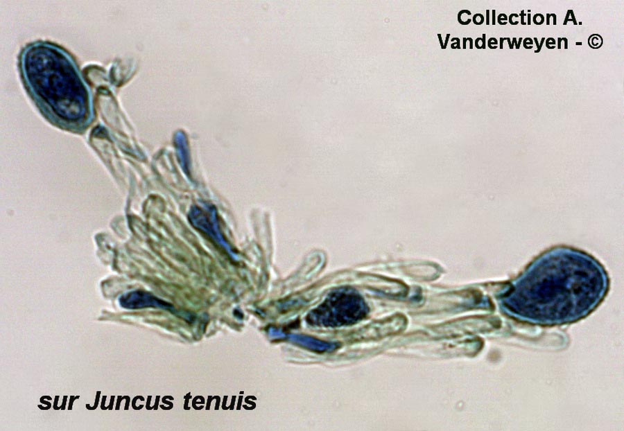 Uromyces silphii